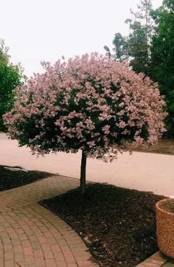 TriStar Plants - Dwarf Korean Lilac, 1 Gallon Trade Pot - Syringa Meyeri Palibin, Compact Shrub, Dwarf Bush, Flowering, Fragrant, Cold Hardy, Healthy Established Roots,