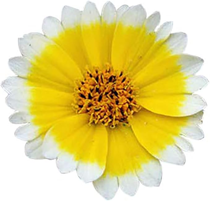 Tidy Tips Seeds - California Native Wildflower - 3000 Seeds