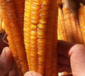 Organic Golden Bantam Sweet Corn Seeds (Zea mays) 100 Seeds (28 g) - Heirloom Sweet Corn Seeds for Planting by Smoke Camp Crafts