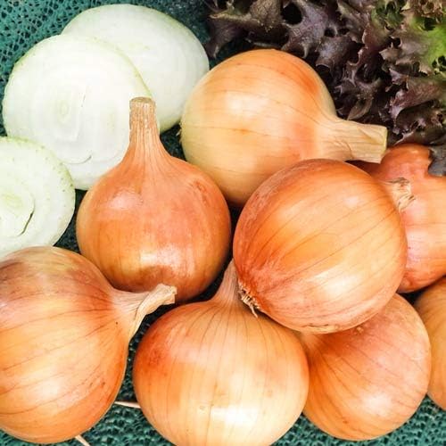 Seeds Giant Onion Chalcedony (Allium cepa) Heirloom Vegetable for Planting Non GMO