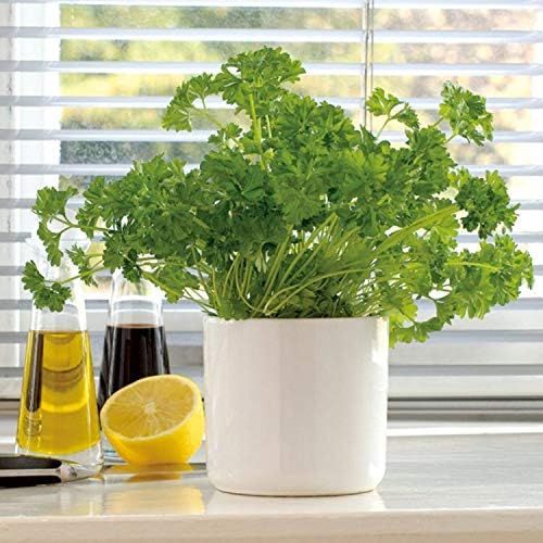 KIRA SEEDS - Seeds Leaf Itatian Parsley - Indoor - 2000 Seeds - Heirloom Herb - GMO Free