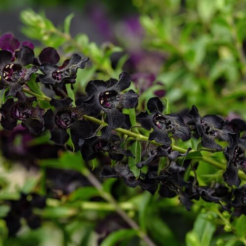 200 Black Snapdragon Seeds Flower Perennial Flowers Seed