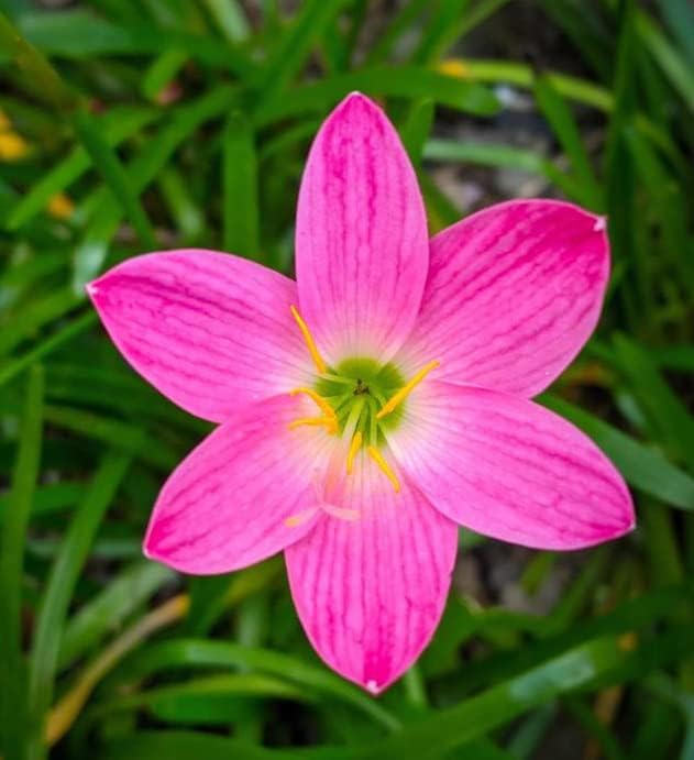 Votaniki Zephyranthes Grandiflora Pink Rain Lily Bulbs for Planting - Perennial Lily Flowering Bulbs | Bloom Multiple Times - Easy to Grow (5 Pack)