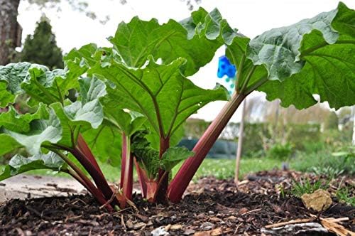 Rhubarb 'Victoria' Seeds – Perennial Vegetable (Rheum × hybridum) | Heirloom Variety, Tart Flavor, Cold-Hardy & Heavy-Yielding