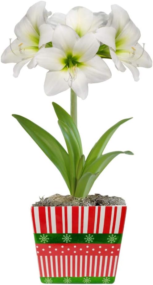 Easy to Grow Amaryllis 'White Christmas' Pre-Planted Bulb Indoor Gift Kit in a Holiday Decor Square - White Flowering Blooms in 4 to 8 Weeks