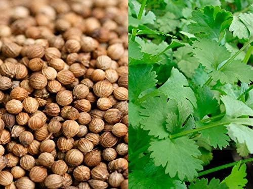 NIKA SEEDS - Seeds Herb Coriander Heirloom - 500 Seeds