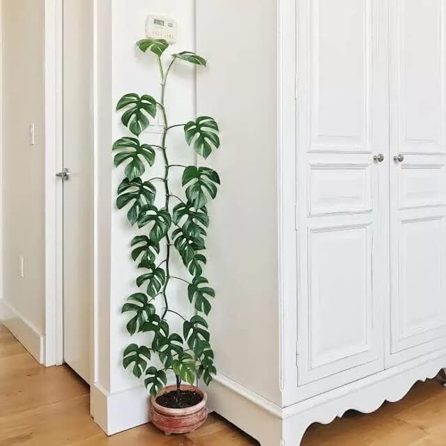 GARDENERA Mini Monstera Potting Soil - Enhances Aeration and Drainage for Thriving Foliage - 3 Quart