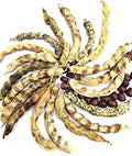 Little Red Cut Short Beans Seeds (Phaseolus vulgaris) 100 Seeds (100 Grams)