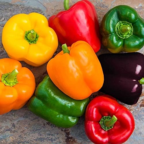 Rainbow Sweet Bell Pepper Seed Mix Multicolor Blend 40+ Seeds