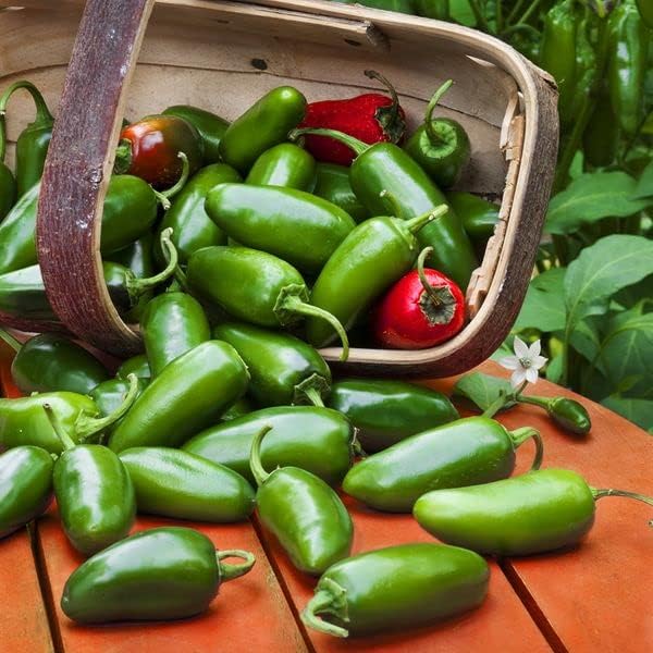 Seeds Jalapeno Chili Pepper - Hot - Heirloom Vegetable - GMO Free