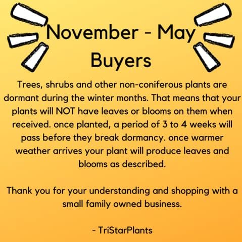 TriStar Plants - Miss Kim Lilac, 1 Gallon Trade Pot, Syringa Pubescens Subsp. Patula 'Miss Kim, Fast Growing Trees
