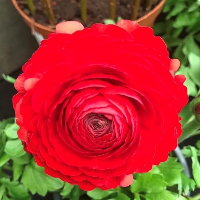 Pack 25 Ranunculus Bulbs for Planting, Red Ranunculus Corms, Butterfly Ranunculus Flowers Bulbs to Grow, Peony Buttercup Ranunculus