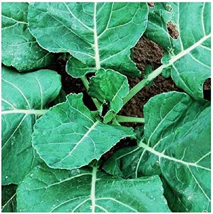 Morris Heading Collard Seeds - Blue-Green Cabbage-Like Delicious Leaves