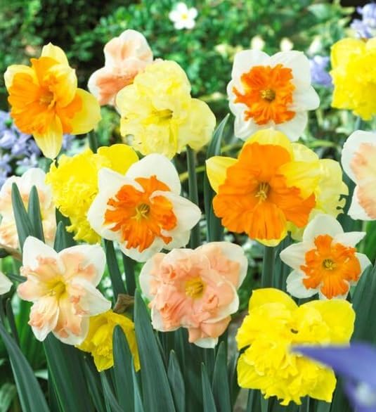 Butterfly Mix Daffodil Bulbs for Planting - Easy to Grow Perennial Flowers for Garden or Containers (5 Bulbs)