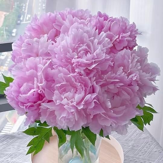100pcs Peony Lactiflora Seeds for Cut Flower Farming - Long Stem Variety, Commercial-Grade Blooms, High Yield Perennial for Florist Supply