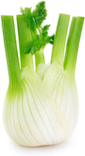 Florence Fennel Foeniculum vulgare Italian Premium Seeds for Planting Packet