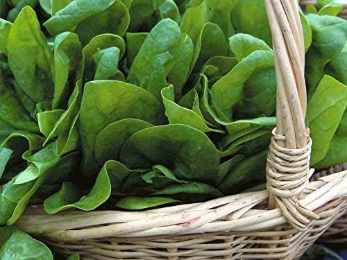 Seeds Four Seasons Viroflay Spinach 35 Days Year-Round Non GMO Vegetable for Planting