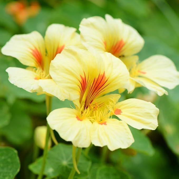 Nasturtium Seeds for Planting, 100+pcs Climbing Nasturtium Flower Seeds, Non-GMO Heirloom Rare Beauty Home Garden Blooms Flowers Plants for Outdoors Indoors