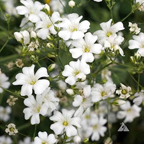 Outsidepride Gypsophila White Baby's Breath Seeds - 1 lb. Annual Hardy, Easy to Grow & Drought Tolerant Wild Flower Seeds for Planting Vibrant Blooms in Pollinator Gardens & Floral Arrangements