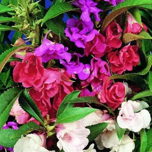 Garden Balsam Impatiens Balsamina 50+ Seeds Garden Seeds for Planting Flowers