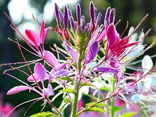 Seeds Spider Flower Cleome Mix Annual Beautiful Outdoor Garden Cut for Planting Non GMO