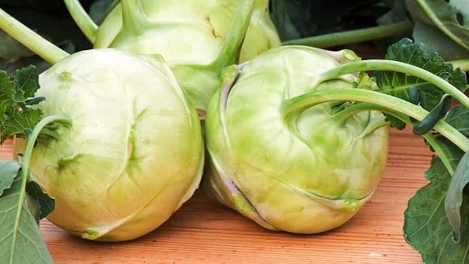 100+ Seeds Giant Kohlrabi Cabbage Biennial - Vegetable Green