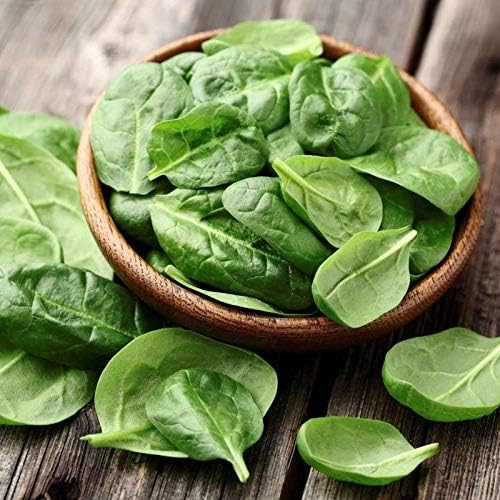 Seeds Four Seasons Viroflay Spinach 35 Days Year-Round Non GMO Vegetable for Planting