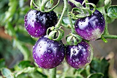 Seeds Rare Purple Tomato 30+ Seeds for Planting Indeterminate Tomato