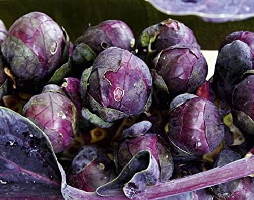SeedsUP - 100+ Seeds Rosella Brussels Sprouts Cabbage - Vegetable Purple