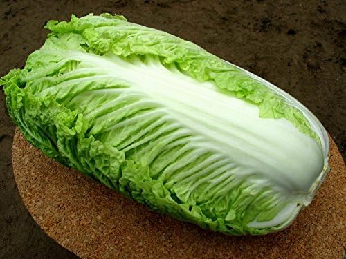 Seeds Peking Napa Cabbage Heirloom Vegetable for Planting Non GMO