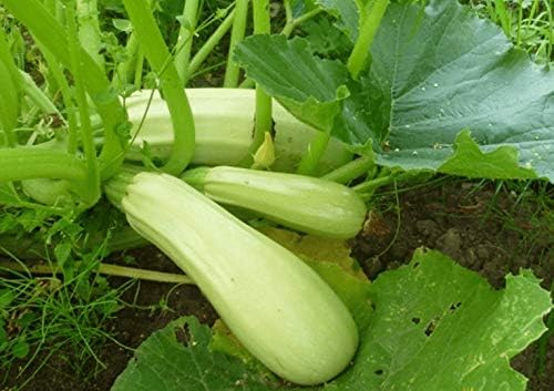 Seeds4planting - Seeds Zucchini Mush Bush White Giant Heirloom Non GMO