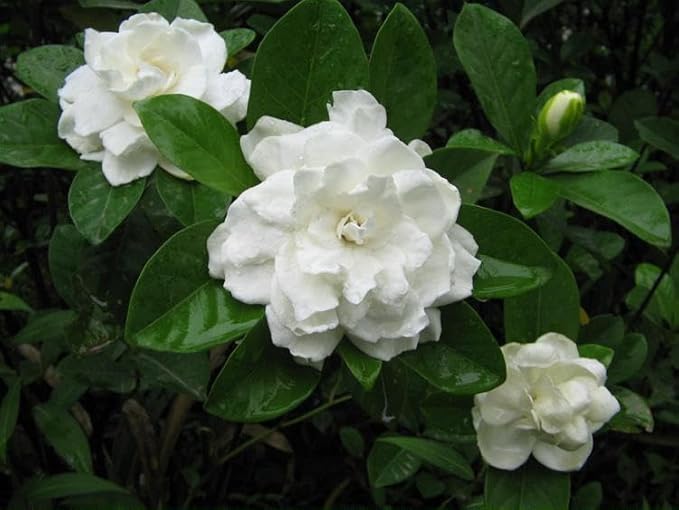 Gardenia jasminoides Seeds Cape Jasmine Common Gardenia White Bonsai Plants Flowers Home Garden 100pcs