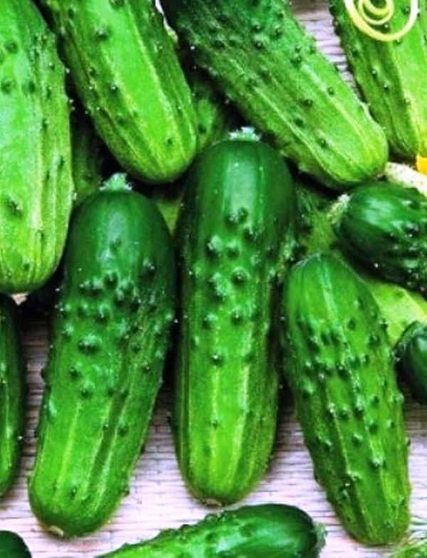 40+ Seeds Cucumber Nezhin - Vegetable Open-Pollinated