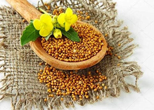 Seeds White Mustard Vegetable Garden Heirloom for Planting Non GMO