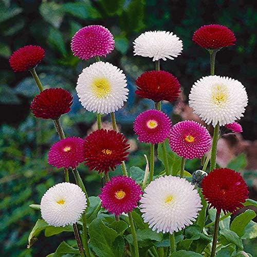 Seeds English Daisy Pompon Double Mix (Marguerite Bellis perennis) Outdoor Cut Perennial Flowers for Garden Planting