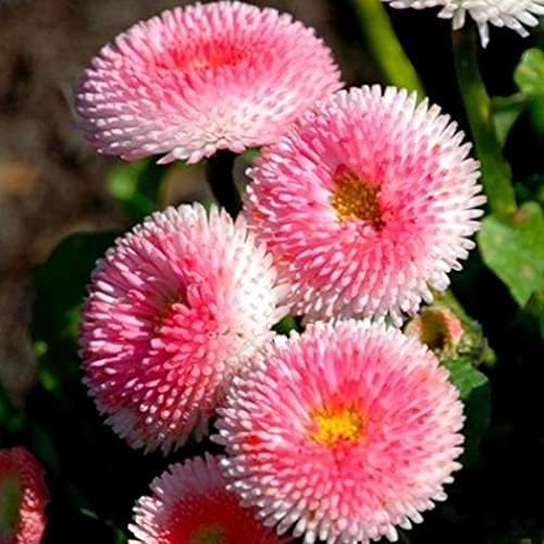 CEMEHA SEEDS - Seeds Aster Hi No Maru Annual Flowers for Planting