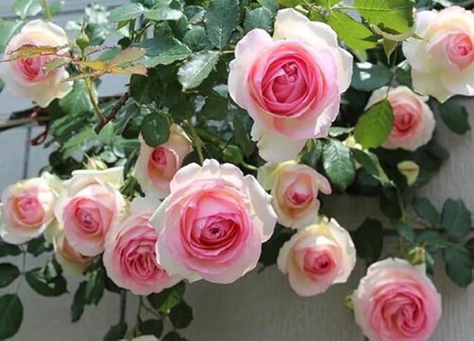 100+ Pink Climbing Rose Flowers Seeds Heirloom Outdoor Garden Vine for Home Landscape Rosa Bush Vine Climber Fragrant Butterfly