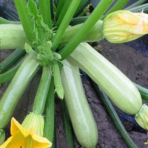 NIKA SEEDS - Seeds Vegetable Zucchini Bush Light Green - 30 Seeds