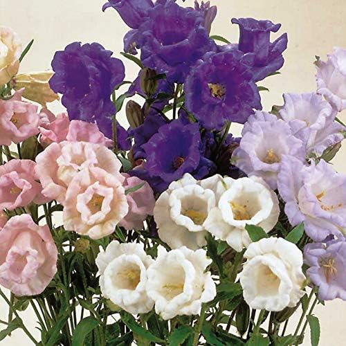 NIKA SEEDS - Seeds Flowers Canterbury Bells Double Mix (Cups and Saucers) Biennial - 500 Seeds