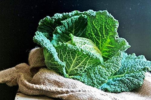 Seeds Savoy Cabbage Vertus Beautiful Heirloom Vegetable for Planting Non GMO