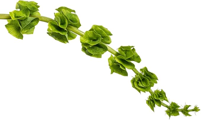 Bells of Ireland Seeds - Great Addition to Flower Borders - Approximately 150 Seeds