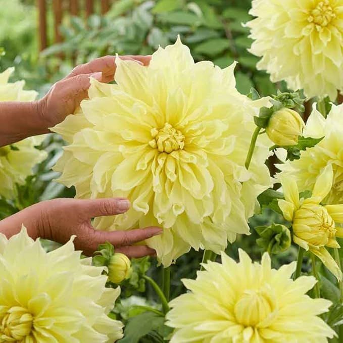 Eden Brothers Dahlia Bulbs (Dinnerplate) - Kelvin Floodlight, Non-GMO Bulbs for Planting, 2 Bulbs | Low-Maintenance Flower Bulbs, Plant During Spring, Zones 8, 9, 10, 11