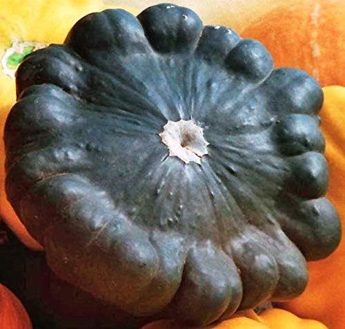 NIKA SEEDS - Seeds Vegetable Black Patty Pan Squash Scallop Zucchini - 5 Seeds
