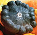 NIKA SEEDS - Seeds Vegetable Black Patty Pan Squash Scallop Zucchini - 5 Seeds