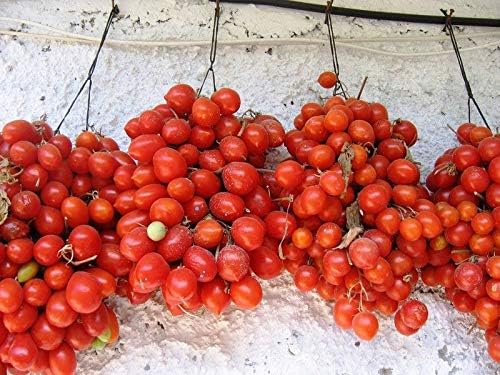 NIKA SEEDS - Seeds Vegetable Red Vine Tomato - 50 Seeds