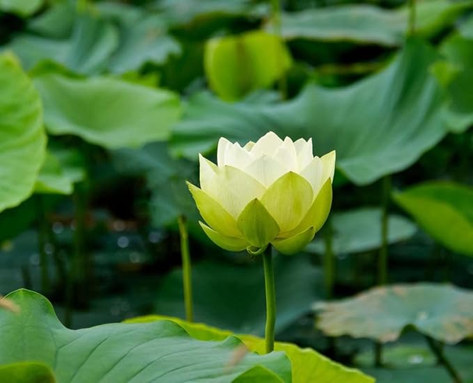 30PCS Bowl Lotus Seeds Bonsai Lotus Seeds for Planting Water Lily Flower Aquatic Plants Seed Pond Plants Non GMO Home Garden Plant Seed Flowering Aquatic Bonsai Plant (Nelumbo)