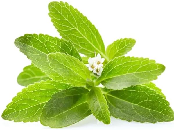 Sweet Herb Stevia Seeds Stevia Flores Seed Sweetleaf Plants for Planting Natural Stevia Sugar US Garden 100pcs