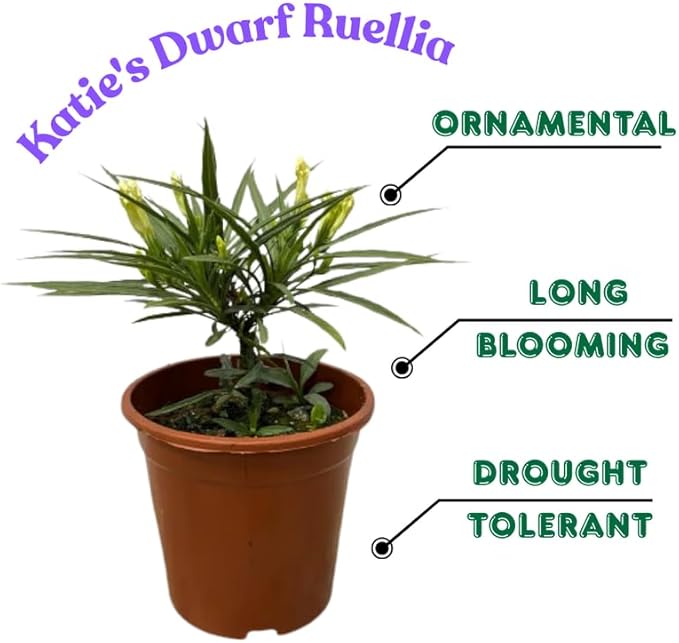Set 6 Purple Showers Mexican Petunia Plants Live, Perennial Outdoor Growing, Startrer Size 4-6" in Tall, Long Blooming Season, Landscapes, Borders, Ground Cover