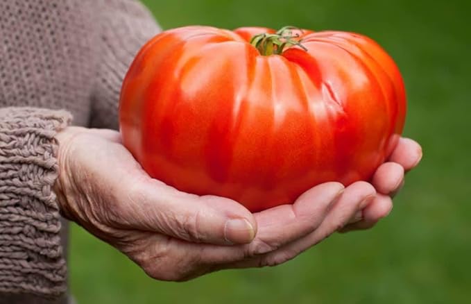 RAISE ME UP: Seeds Red Giant Beefsteak Tomato Indeterminate Non GMO Heirloom