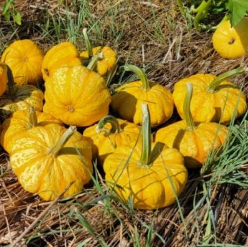 Sunrise Pumpkin Seeds for Planting (10 Seeds) - Exotic and Hard to Find Pumpkin, Squash and Gourd Seeds - Vegetable Garden Seeds